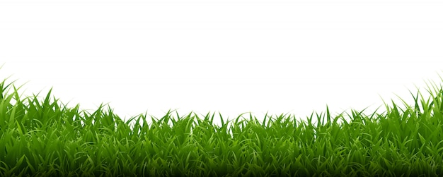 Green Grass Frame White Background