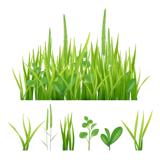 Vector green grass. fresh garden elements nature pictures of herbs and leaves