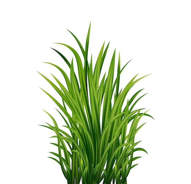 Green grass fresh herb natural organic bio eco label vector illustration