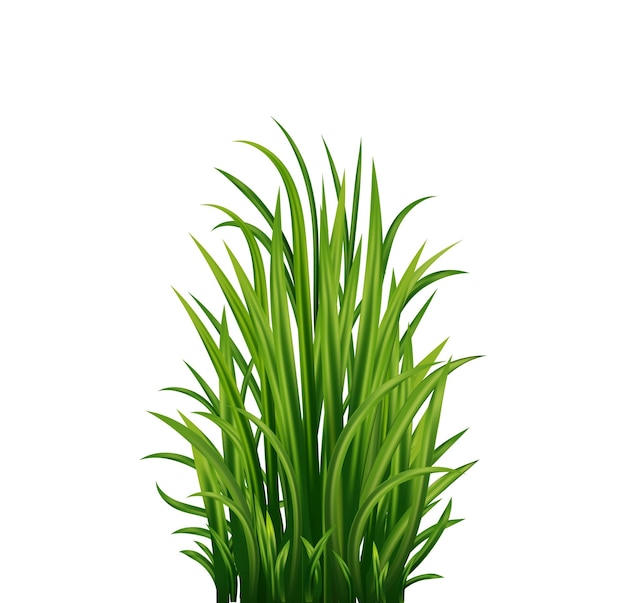 Vettore erba verde erba fresca naturale bio eco etichetta illustrazione vettoriale