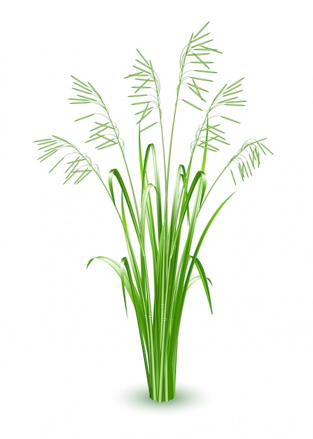 Green grass illustration