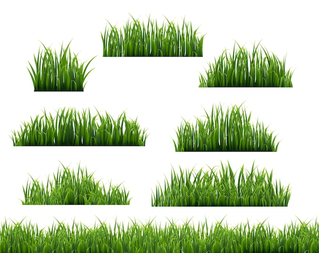 Green Grass Illustration