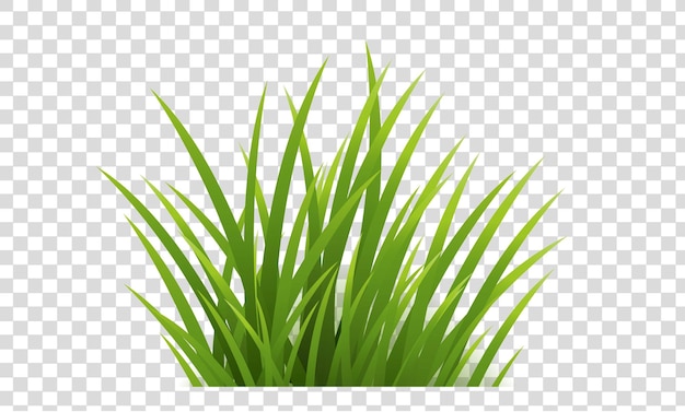 Green Grass Isolated And Transparent Background