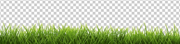 Vector green grass isolated transparent background