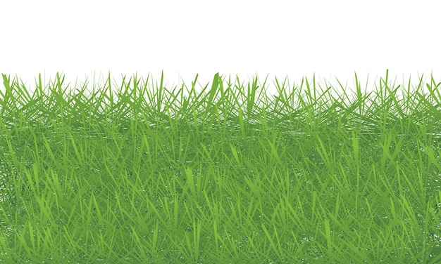 green grass isolated on white background green grass texture background