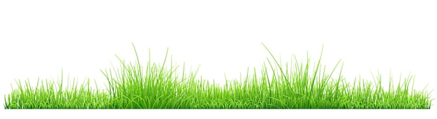 Green grass isolated on white background. vector illustration