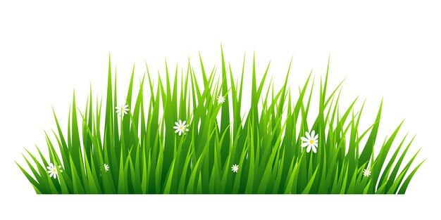 Vector green grass isolated on white background vector illustration