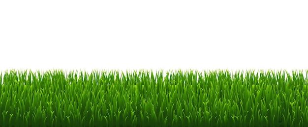 Green grass isolated white background