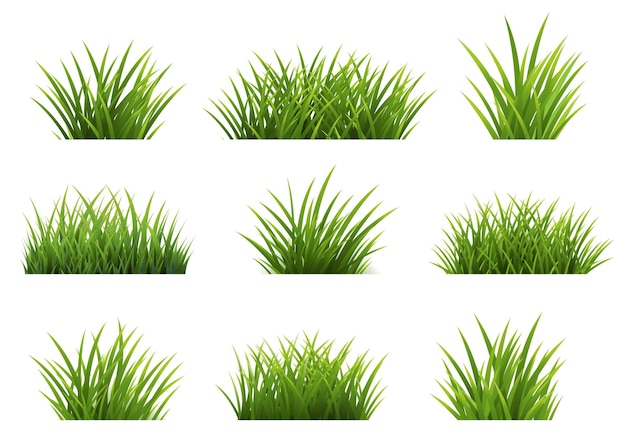 Green Grass Isolated White Background