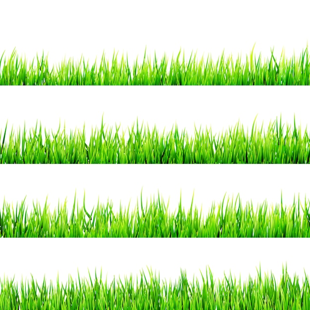 Vector green grass isolated on white