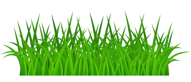 Vector green grass isolated on white