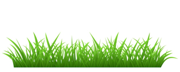 Vector green grass isolated on white