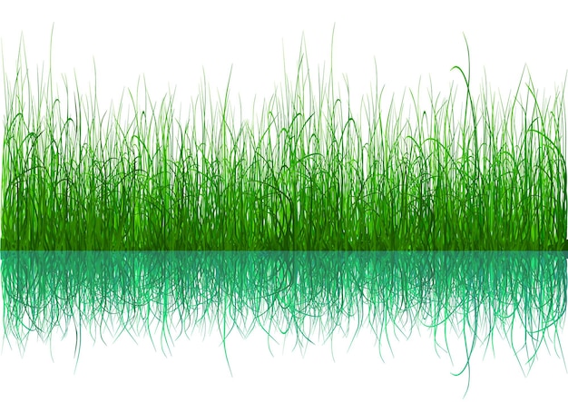 Vector green grass isolated on white
