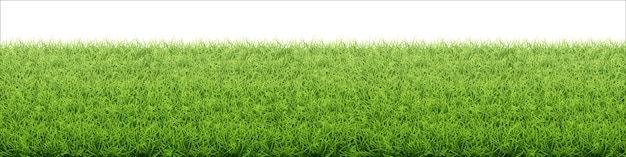 緑の芝生。新鮮な芝生の境界線。