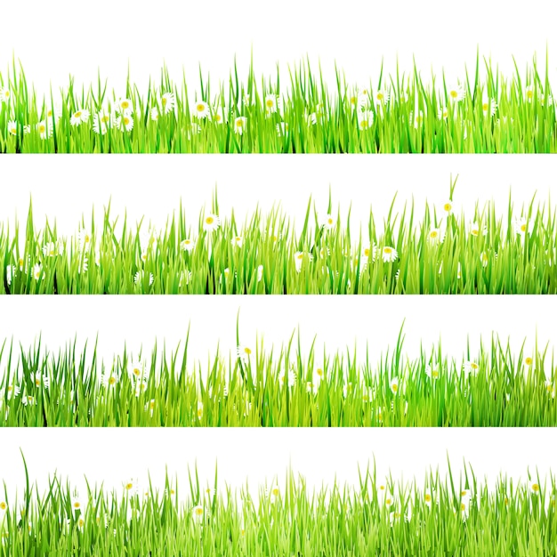 Пышный куст зеленой травы с ромашками на белом.