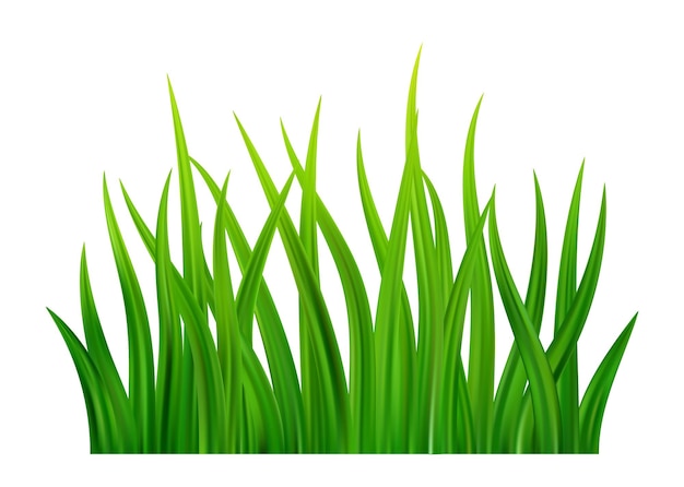 Vector green grass meadow border