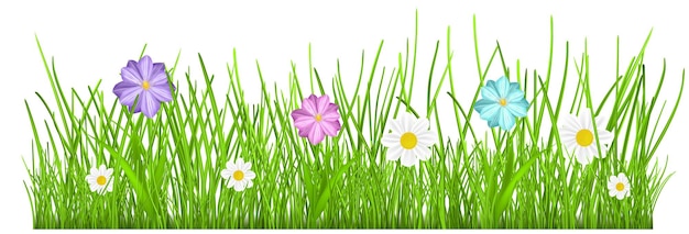 Vector green grass and multicolored flowers