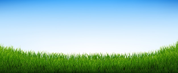 Vector green grass panorama with blue sky