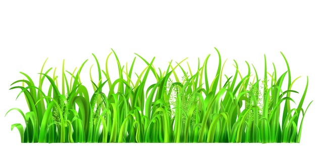 Vector green grass and spikelets on white background