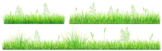 Green grass and spikelets on white background