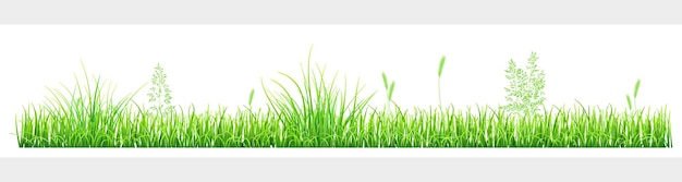 Green grass and spikelets on white background