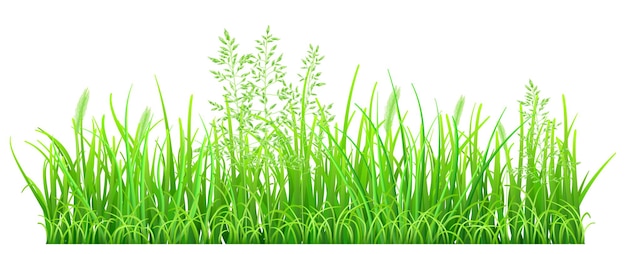 Green grass and spikelets 