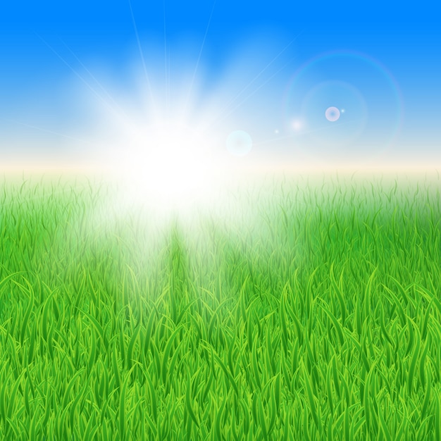 Green grass under the sun