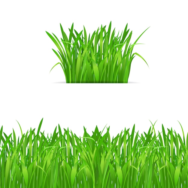 Vector green grass tuft and border on white background