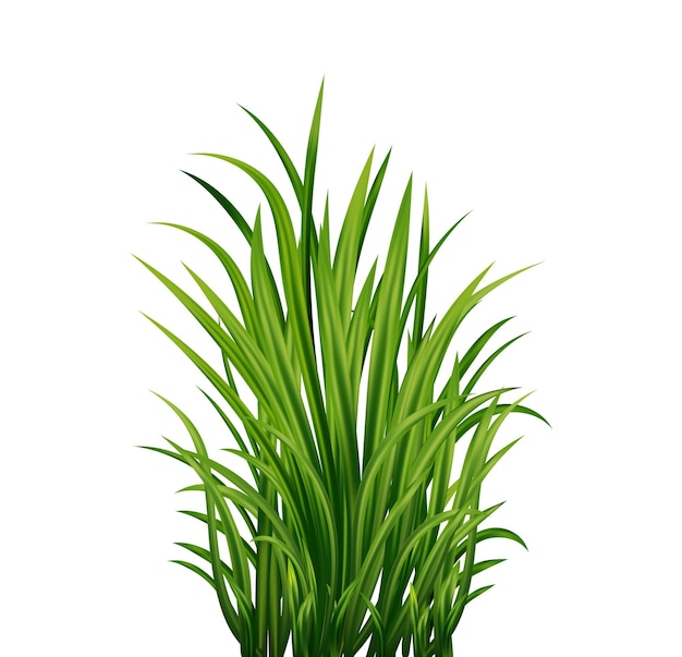 Vector a green grass on a white background