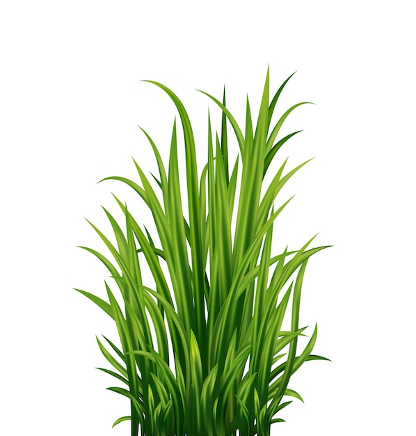Vector a green grass on a white background