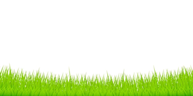 Vector green grass on white