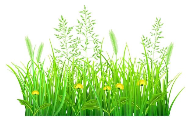 Green grass with dandelions and spikelets on white background