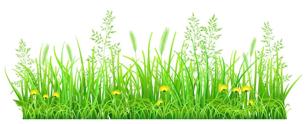 Green grass with dandelions and spikelets on white background