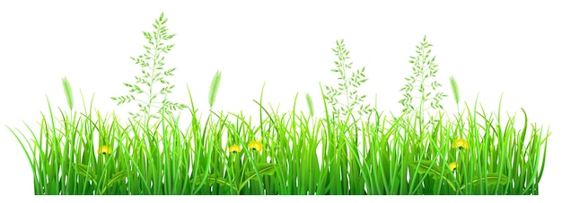 Vector green grass with dandelions