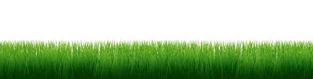 Vector green grass with isolated white background