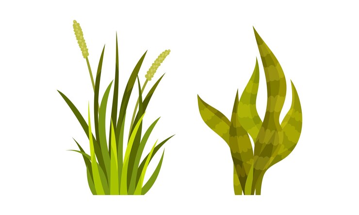 Vector 綠草有茎和葉作為室外生長向量組