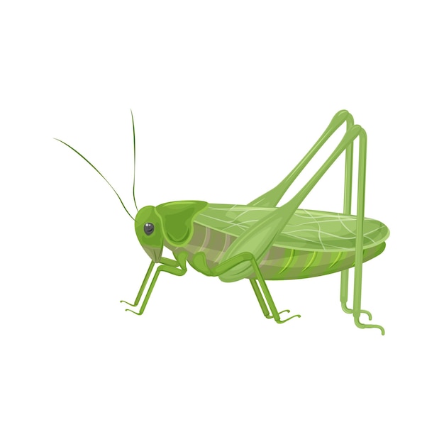 green grasshopper in realistic style. green locust, insect. vector illustration isolated on white background.