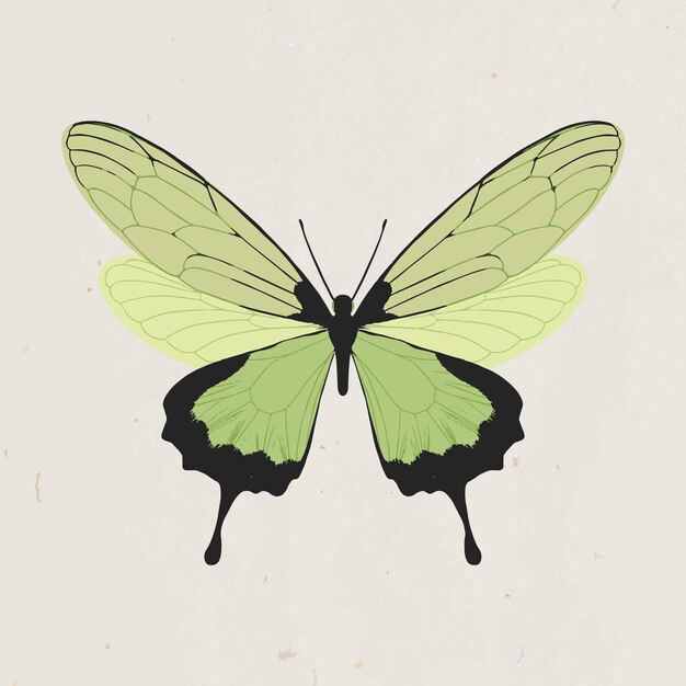 Green hand drawn butterfly design