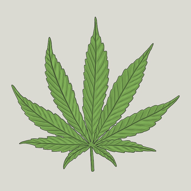 Vector green hemp leaf handdrawn  illustration