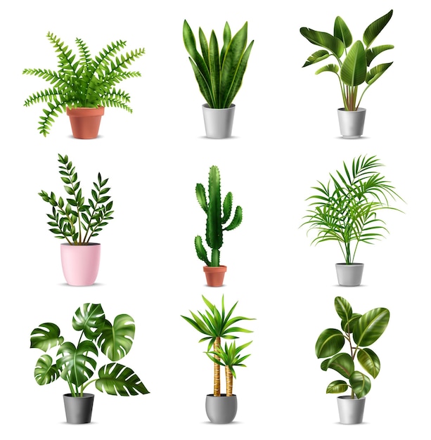 Vector green house plants set with potted monstera ficus cactus banana palm yucca against white background realistic isolated illustration