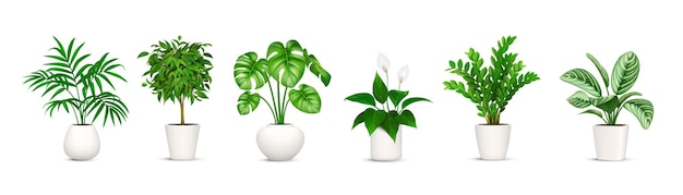 緑の室内植物コレクション 盆に自然の葉の植物のセット 花の装飾 家の花 室内の室内花瓶のデザイン 白い背景に隔離されたベクトルイラスト