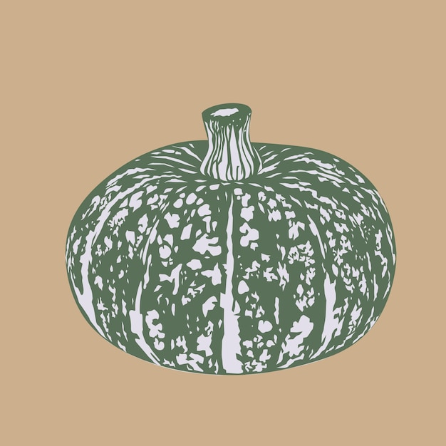 Vector green japanese pumpkin isolated on white background.