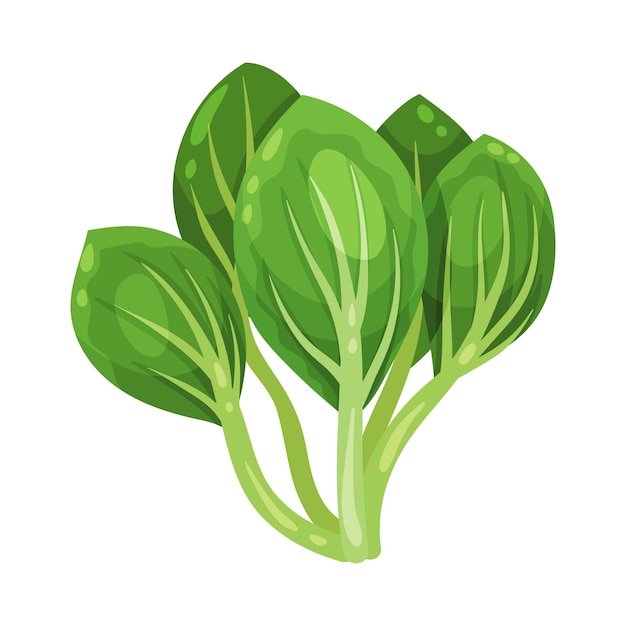Vector green kale or cow cabbage as raw salad ingredient vector illustration