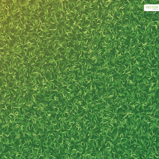 Vector green lawn grass texture for background. vector illustration.