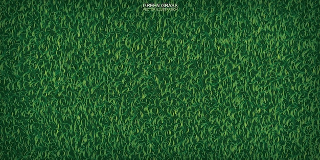 Green lawn grass texture for background. vector illustration.