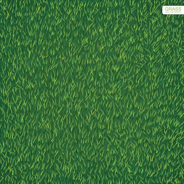 Vector green lawn grass texture for background.