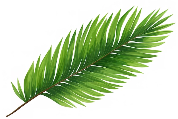 Green leaf of sago palm tree isolated on white