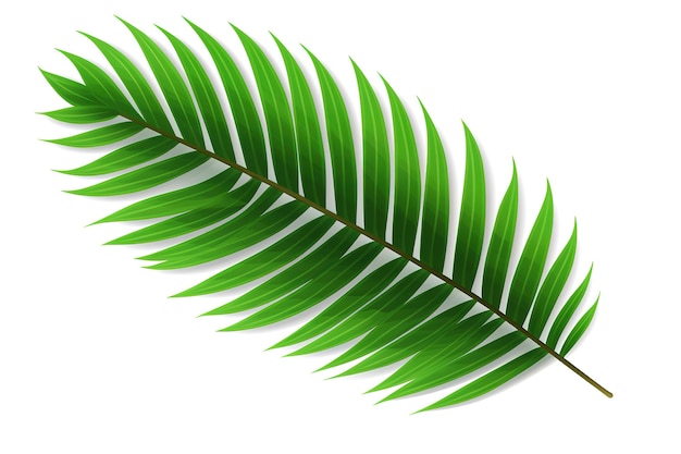 Green leaf of sago palm tree isolated on white