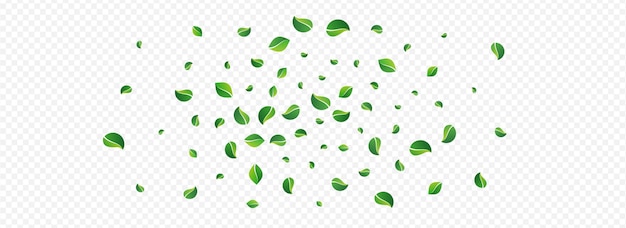 Green Leaf Spring Vector Panoramic Transparent Background. Swirl Foliage Concept. Swamp Greens Flying Illustration. Leaves Realistic Brochure.