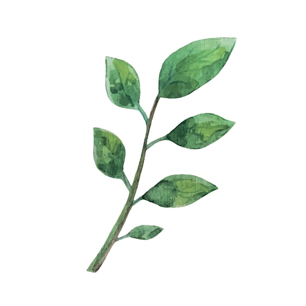 Green leaf of a tree Watercolor Vector illustration